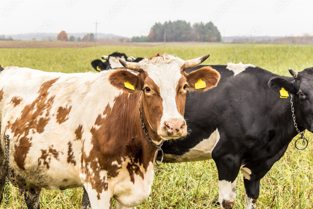 Cow are red and white color,grazing in a meadow with green grass . Holstein friesian cattle. Late autumn. Dairy farm. Podlasie, Poland.