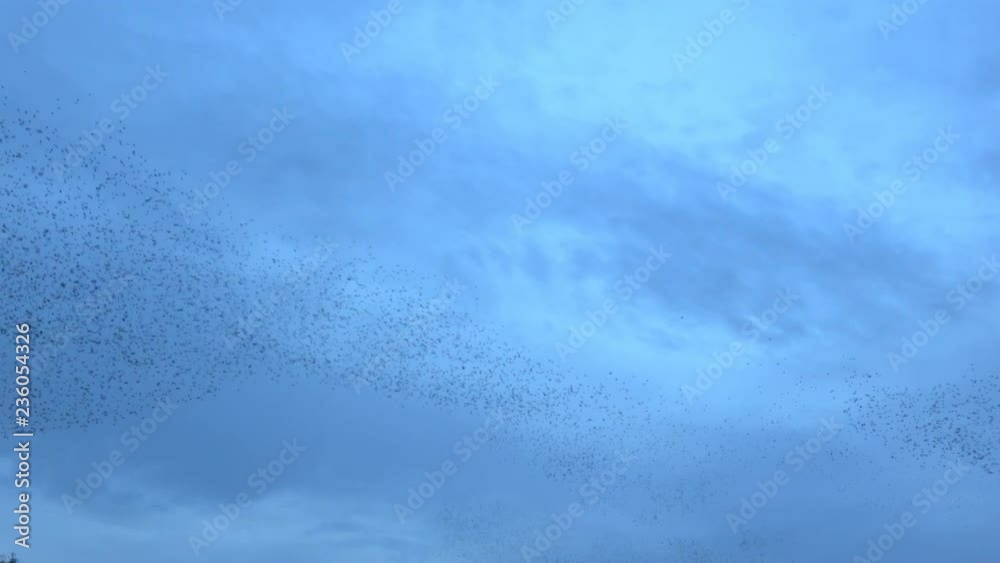 Flock of starlings dance in the winter sky, forming abstract shapes. Footage in 4k Flock of starlings dance in the winter sky, forming abstract shapes. Footage in 4k