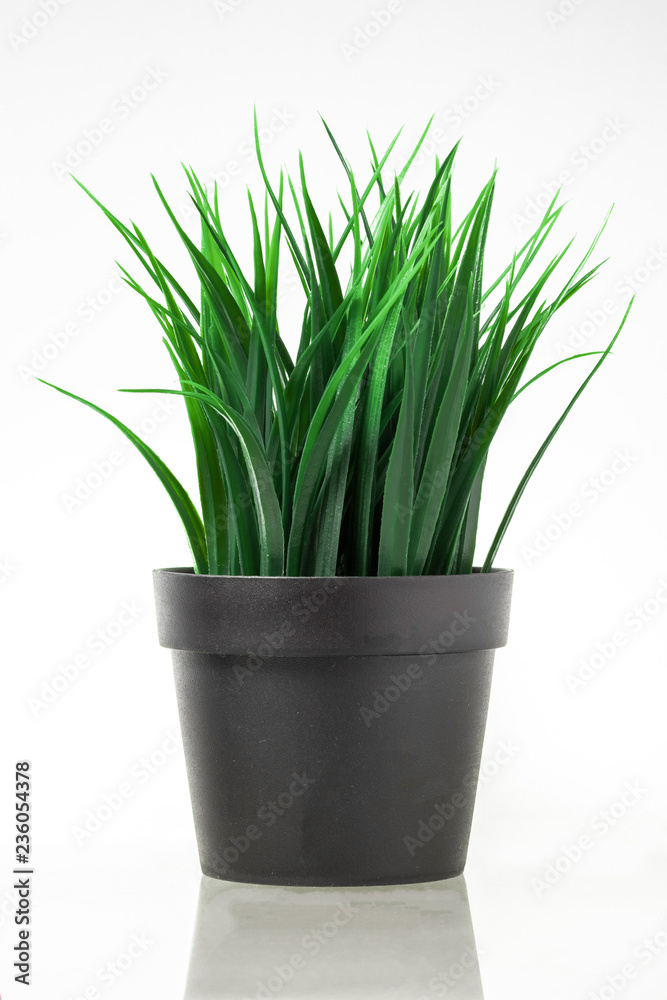 green plant in pot isolated on white green plant in pot isolated on white