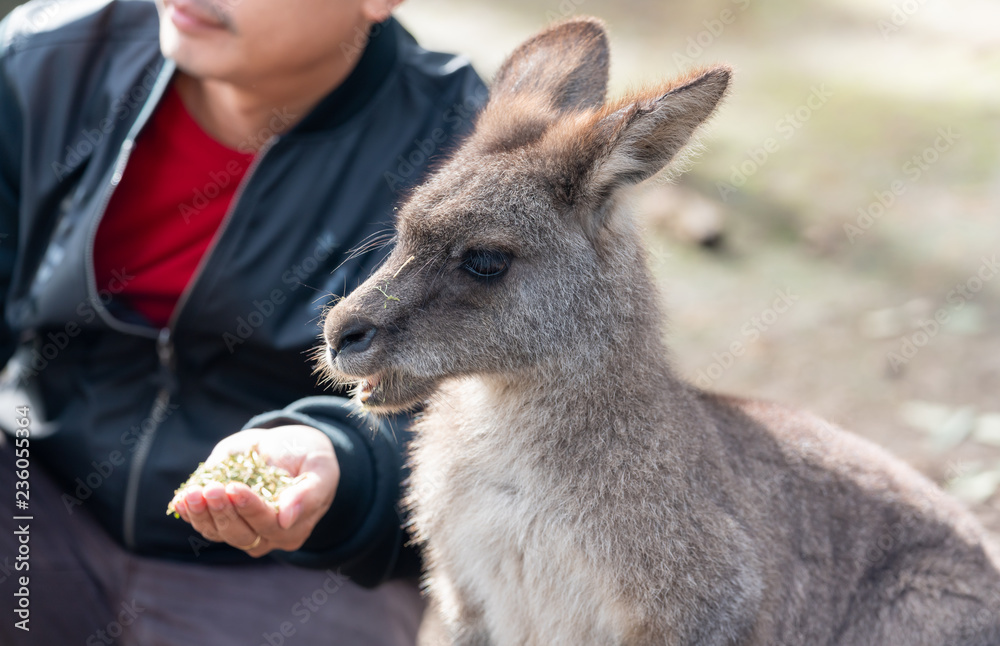 Fototapeta premium Australian wildlife : Person hand feeding wild kangaroo, outdoors from hand. Kangaroos have large, powerful hind legs, large feet adapted for leaping, and a small head.