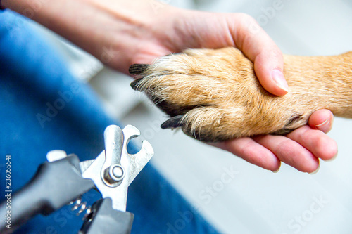 person cutting dog claws at home with a pair of scissors