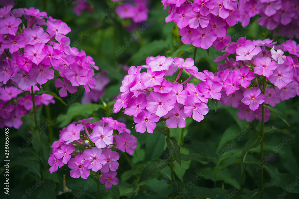 purple flowers in the wild nature at evening purple flowers in the wild nature at evening
