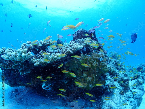 Fototapeta Naklejka Na Ścianę i Meble -  Coral Reefs and Sea Goldie
