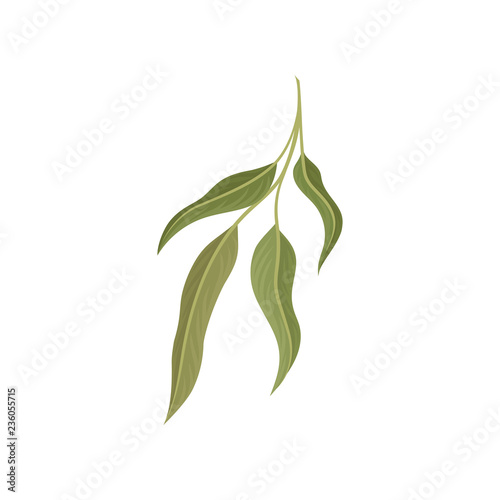 Branch with green leaves, willow, eucalyptus or olive twig vector Illustration on a white background