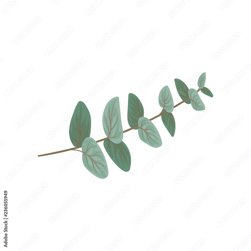 Twig with green leaves, floral design element vector Illustration on a white background