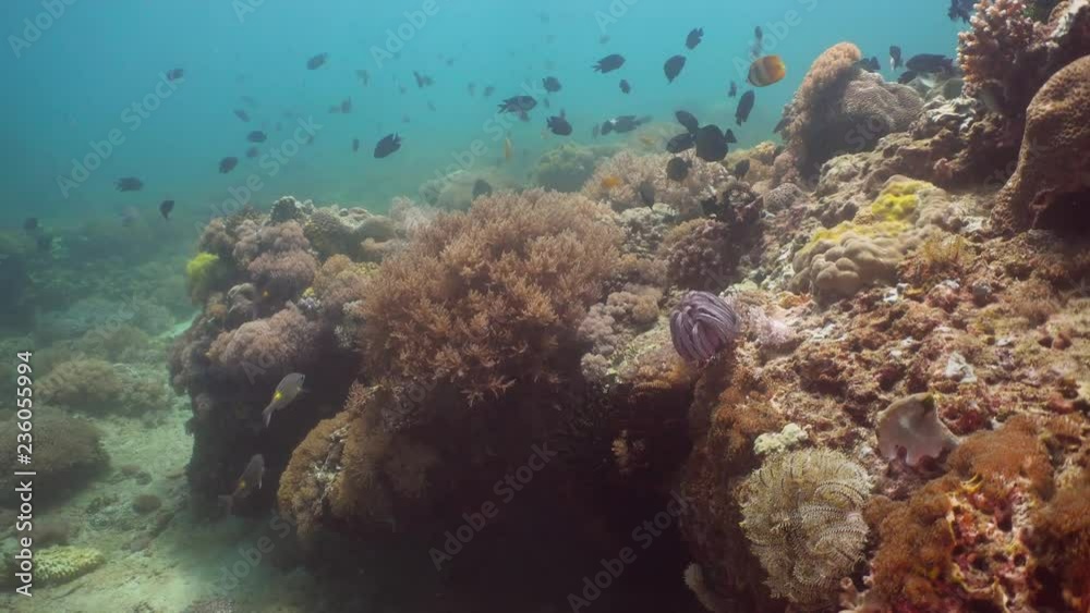 Fish and coral reef at diving. Wonderful and beautiful underwater world with corals and tropical fish. Hard and soft corals. Philippines, Mindoro. Diving and snorkeling in the tropical sea. Fish and coral reef at diving. Wonderful and beautiful underwater world with corals and tropical fish. Hard and soft corals. Philippines, Mindoro. Diving and snorkeling in the tropical sea.