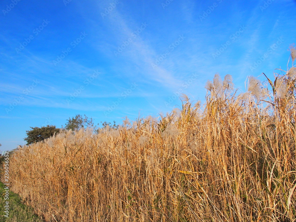 Fototapeta premium 荻と青空