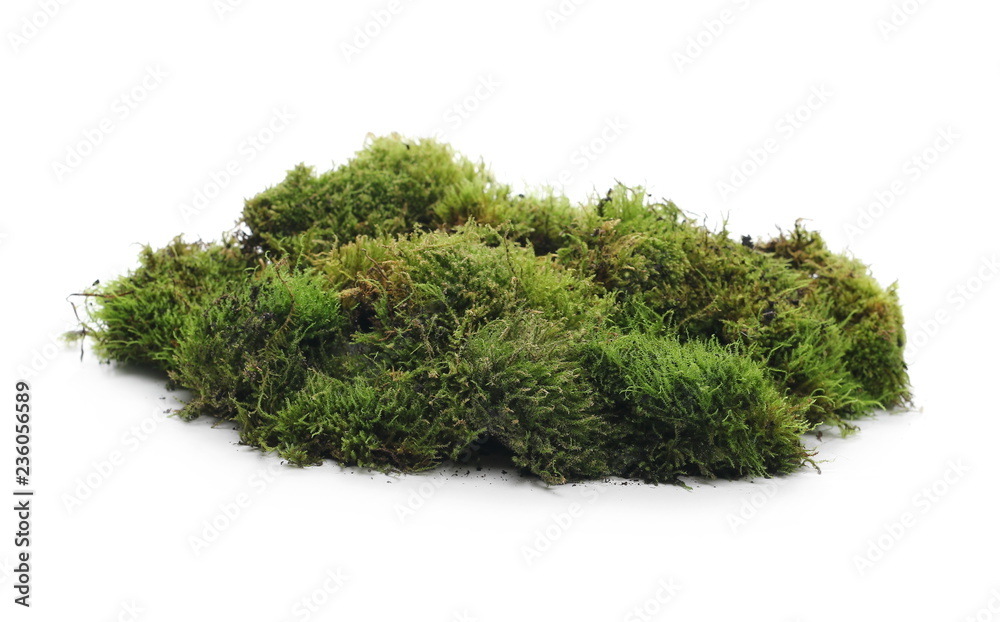 Green moss with grass isolated on white background Green moss with grass isolated on white background