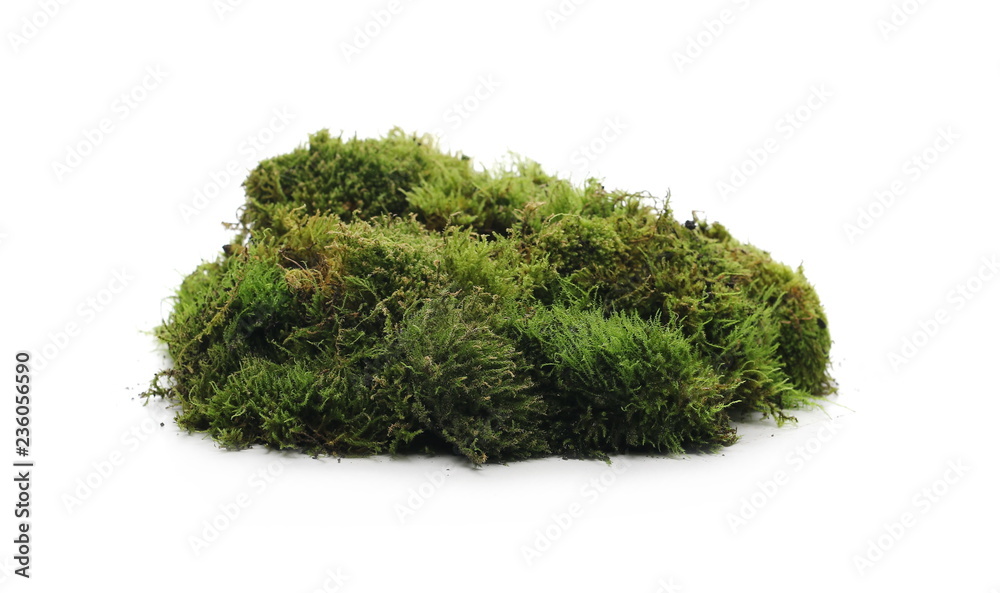 Green moss with grass isolated on white background Green moss with grass isolated on white background