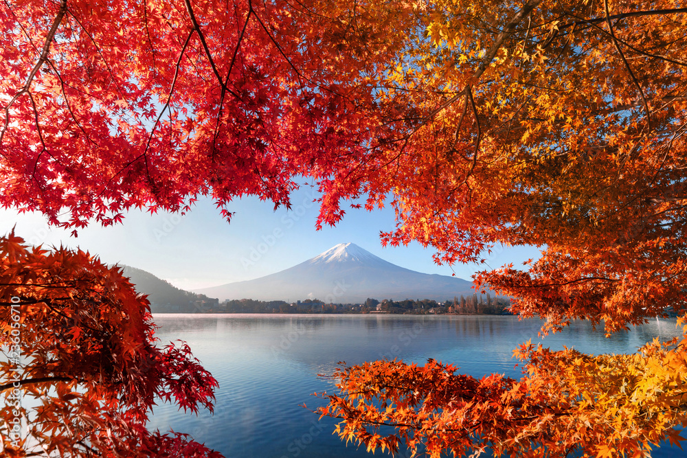 Fall foliage in autumn season and Mountain Fuji near Fujikawaguchiko ...