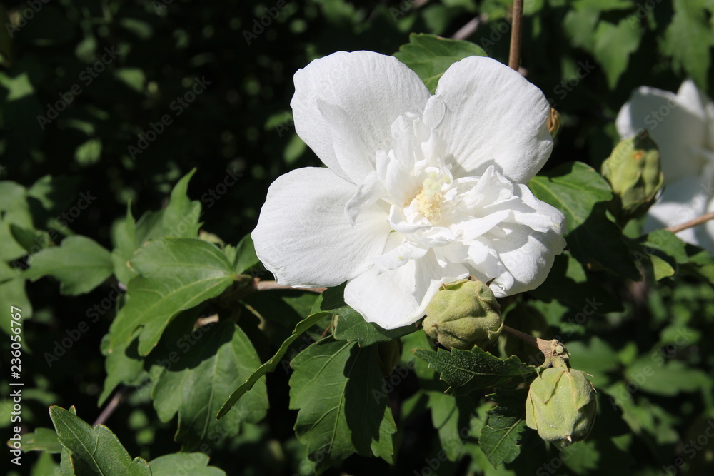 Obraz premium flower nature rose 