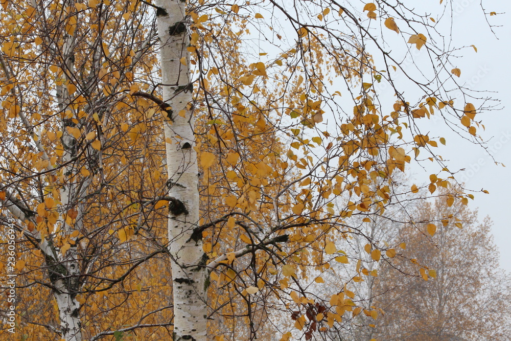 Fototapeta premium autumn tree nature forest fall