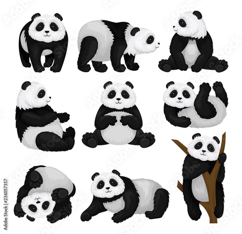 Flat vector set of funny panda in different poses. Bamboo bear with fluffy black and white fur. Tropical animal