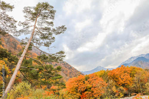 Beautiful autumn leaves of  Takase in omachi district, Nagano PrefectureJapan. photo