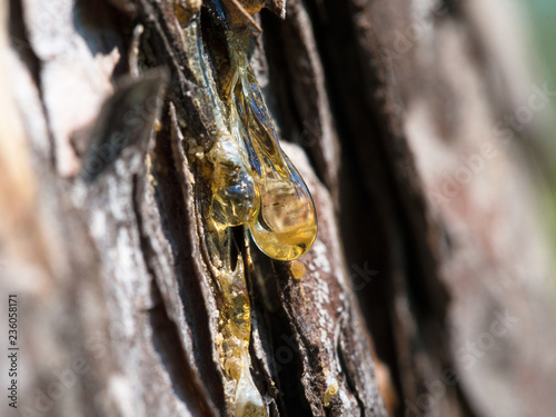 tree bark texture