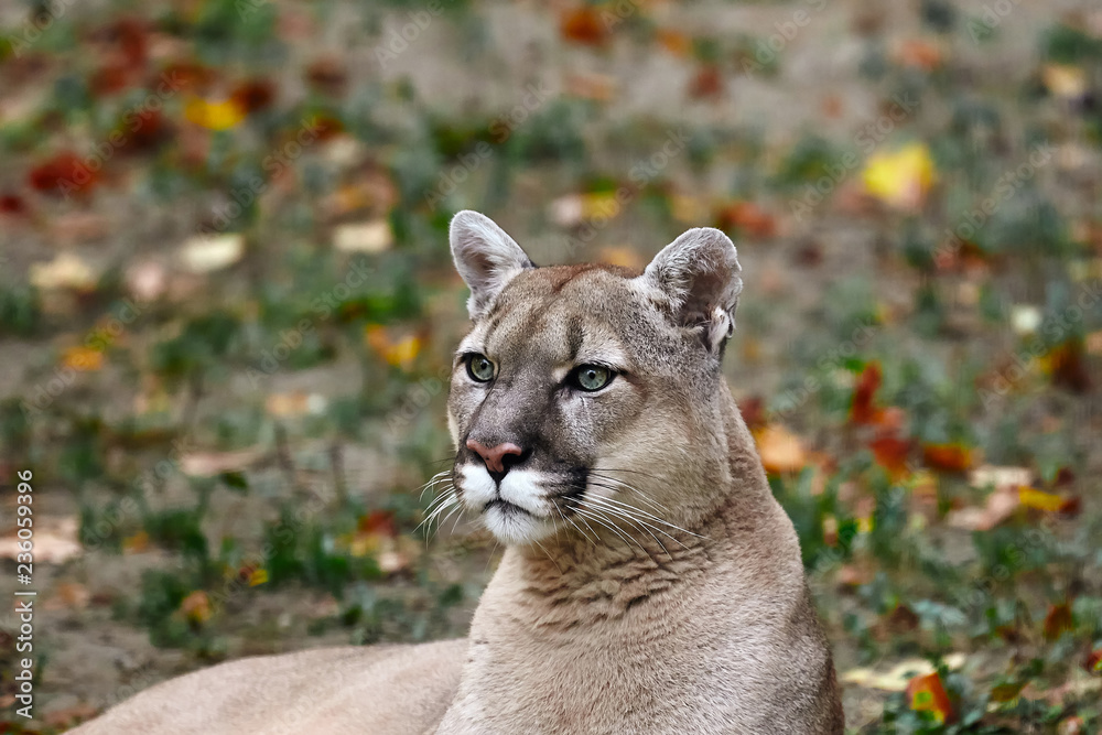 Obraz premium Portrait of Beautiful Puma in autumn forest. American cougar - mountain lion, striking pose, scene in the woods, wildlife America