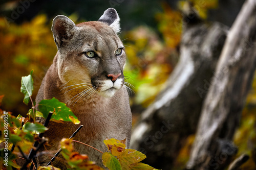 Portrait of Beautiful Puma in autumn forest. American cougar - mountain lion, striking pose, scene in the woods, wildlife America