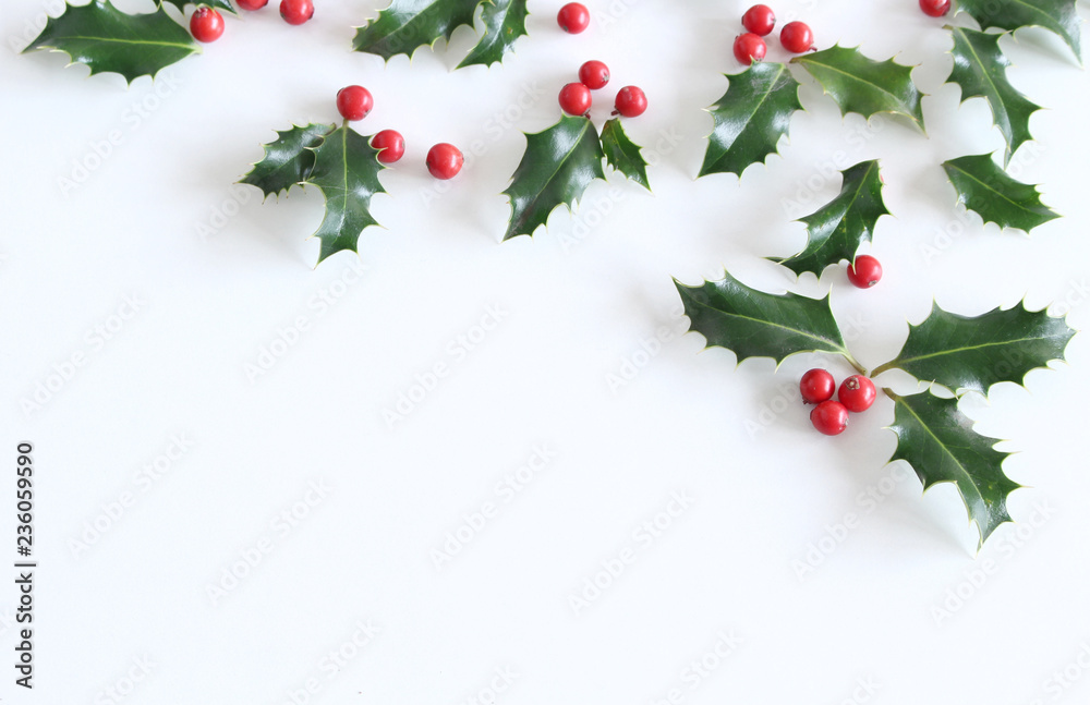 Christmas Holly. Holly Leaves and Red Berries Isolated on White