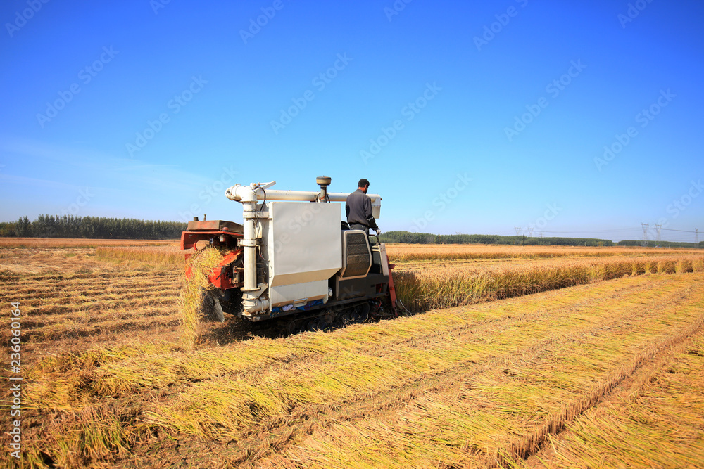 Fototapeta premium Harvester machine is harvesting rice