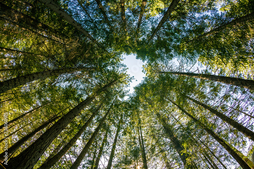 Trees in the forest looking up © Hayk