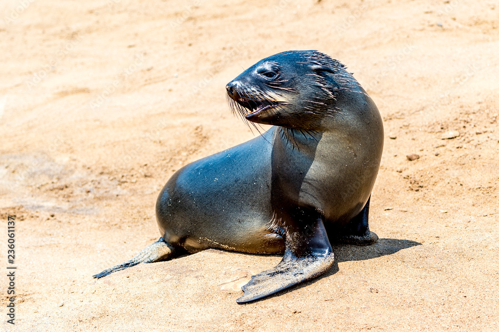 Fototapeta premium South African fur seal