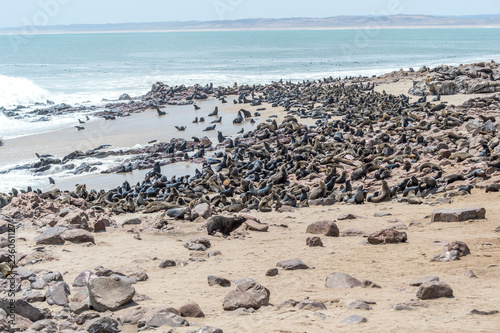 South African fur seals