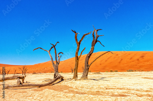 The withered tree with dunes of Sesriem