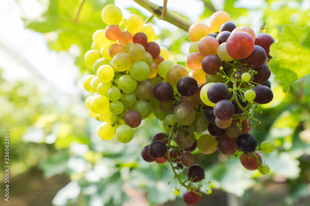 Vineyard with white wine grapes in countryside, Sunny bunches of grape hang on the vine Vineyard with white wine grapes in countryside, Sunny bunches of grape hang on the vine