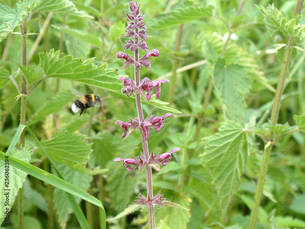Hummel in Anflug auf Blüte Hummel in Anflug auf Blüte