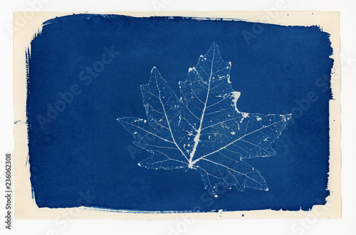 Cyanotype print of a skeleton leaf photo