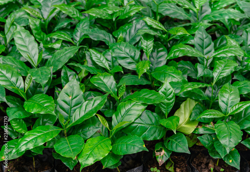 Wallpaper Mural leaves of arabica coffee tree nursery plantation. Torontodigital.ca