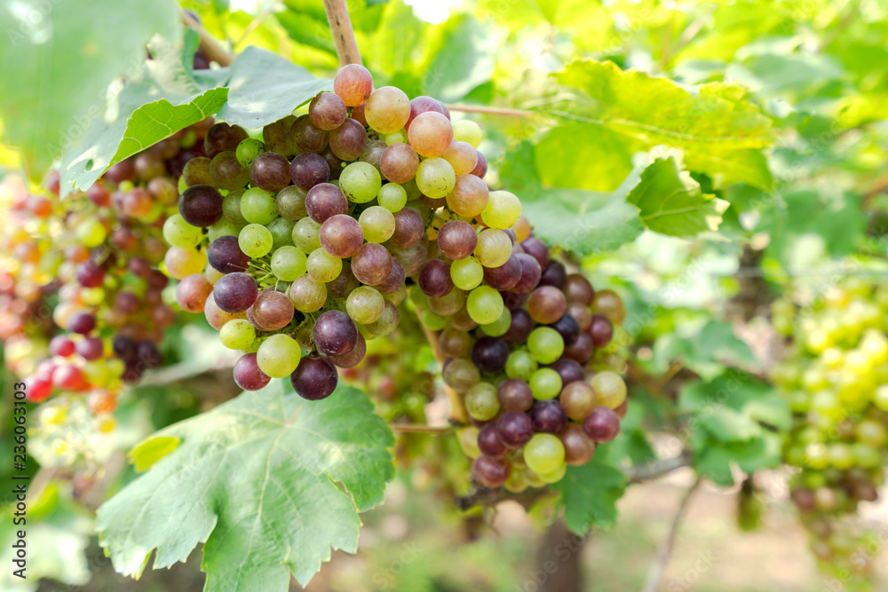 Vineyard with white wine grapes in countryside, Sunny bunches of grape hang on the vine