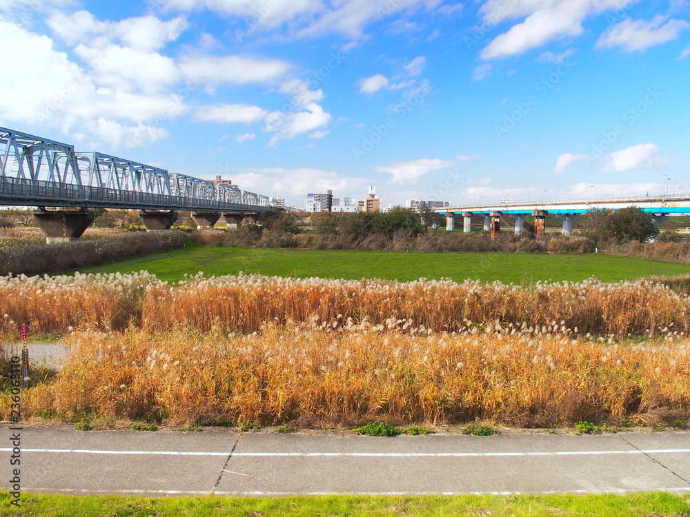荻茂る江戸川河川敷風景 荻茂る江戸川河川敷風景