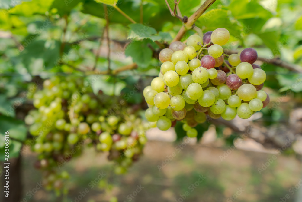 Vineyard with white wine grapes in countryside, Sunny bunches of grape hang on the vine