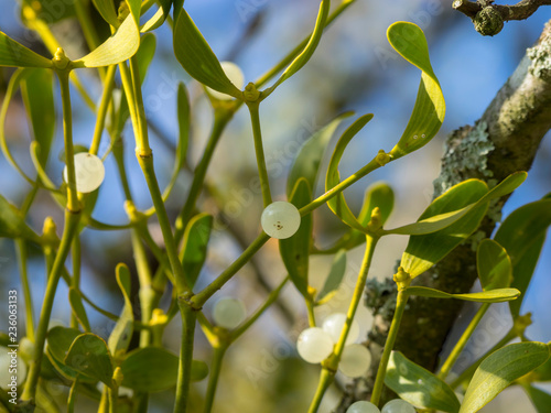 Foto Gros plan sur les petites baies du gui de couleur blanc, vitreux