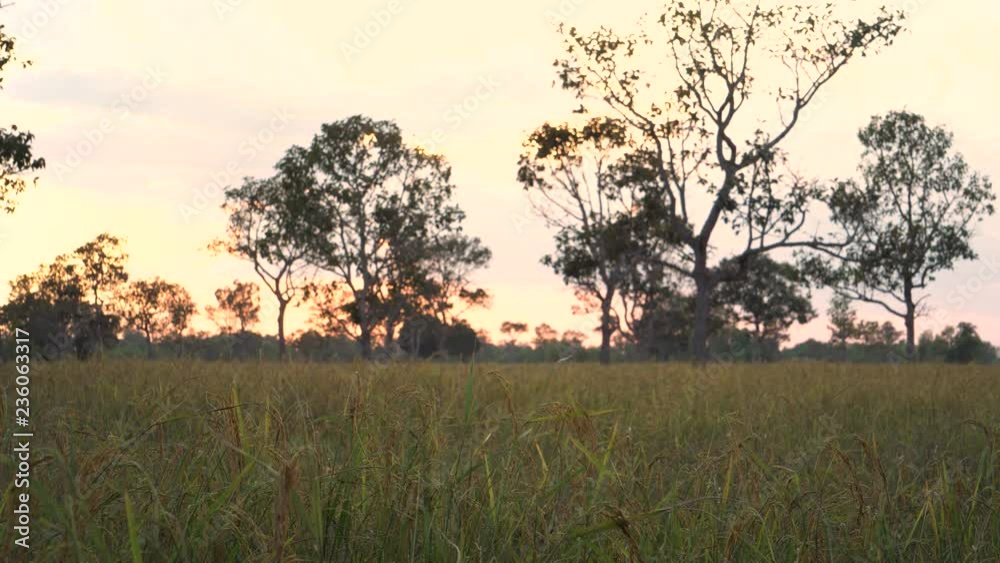 Rice stay still with slowly wind in paddy field. Thailand. Rice stay still with slowly wind in paddy field. Thailand.