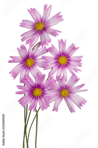 cosmos flowers isolated