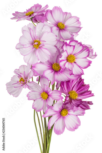 cosmos flowers isolated © _Vilor