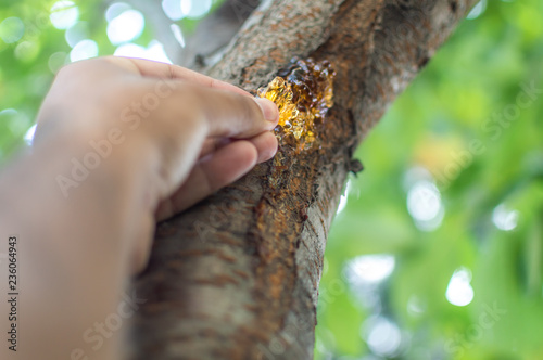 A person plucking resins gum sap from the bark of a cherry tree