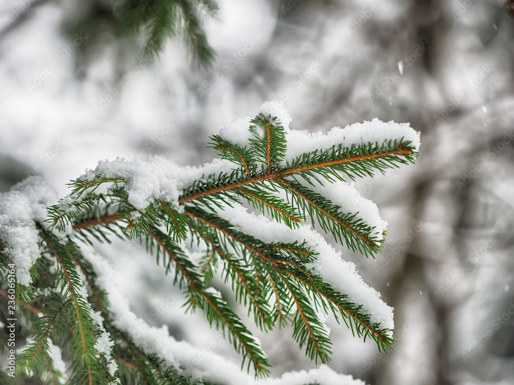 spruce branch in the snow spruce branch in the snow