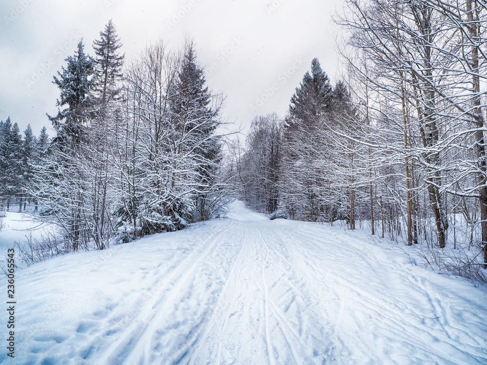 Obraz premium coniferous forest in the snow