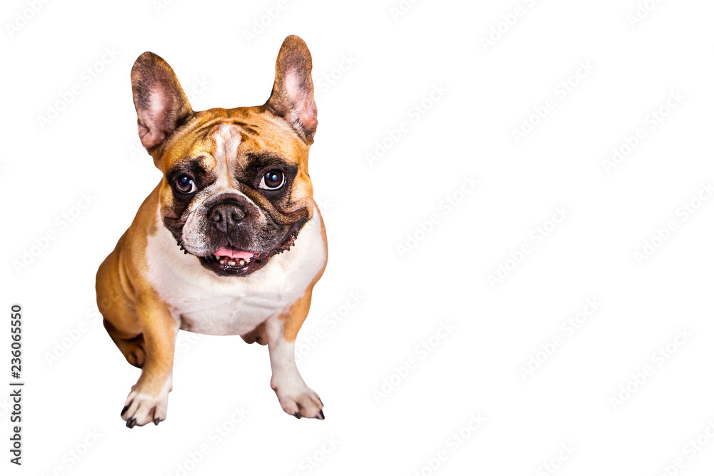 one brown emotional french bulldog on isolated background