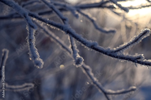 frozen tree branches in the snow