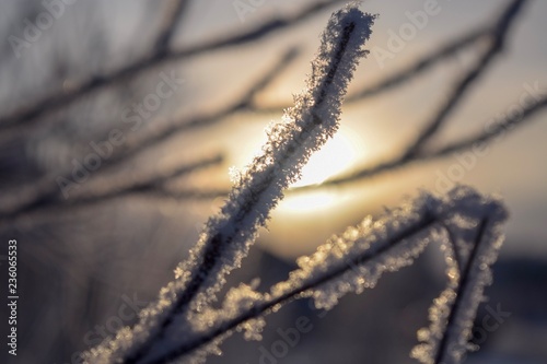frozen tree branches in the snow