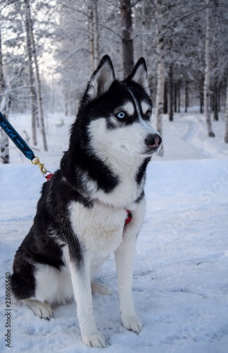 siberian husky in snow