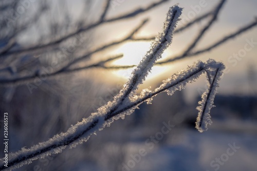 frozen tree branches in the snow