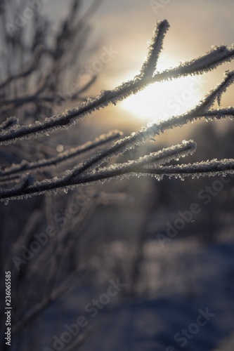 frozen tree branches in the snow