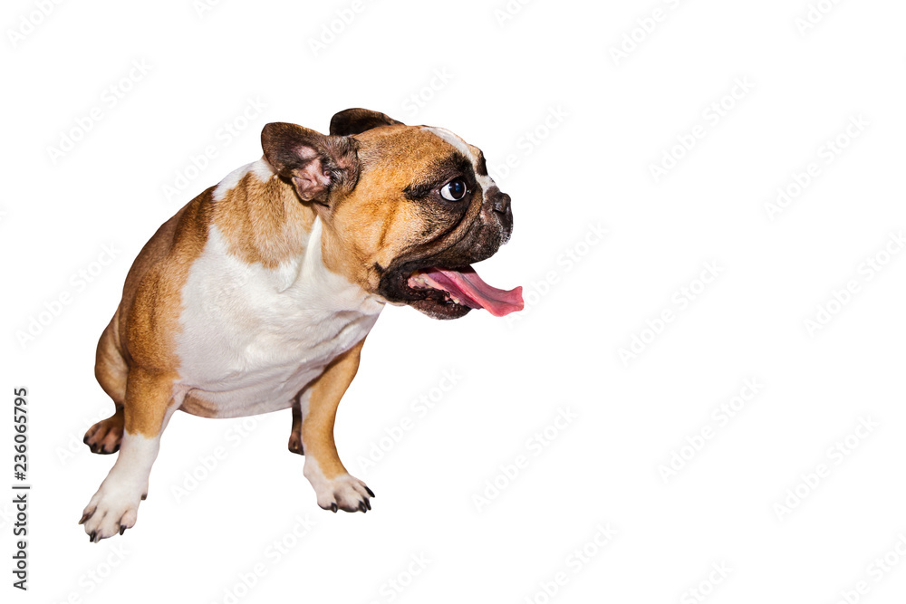 one brown emotional french bulldog on isolated background