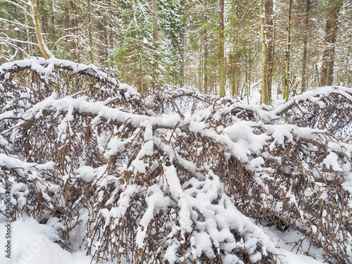 coniferous forest in the snow photo