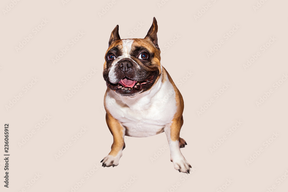 one brown emotional french bulldog on isolated background one brown emotional french bulldog on isolated background
